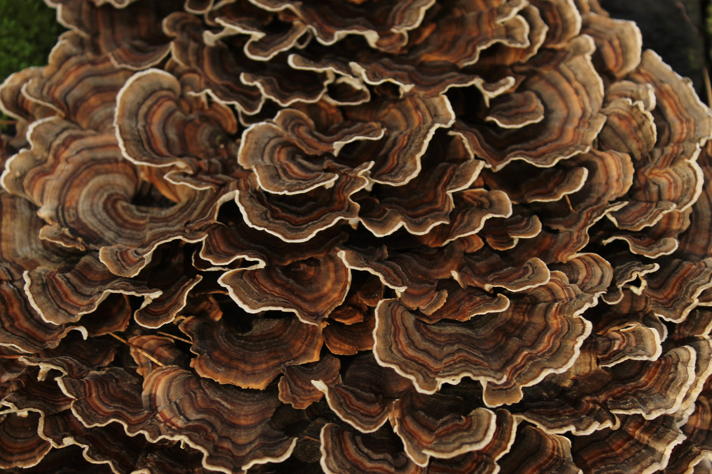 Turkey Tail Tincture