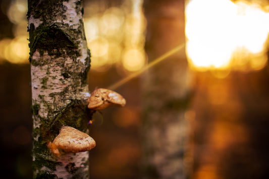 Birch Polypore Tincture